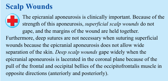 <p>The epicranial aponeurosis is clinically important. Because of the strength of this aponeurosis, superficial scalp wounds do not gape, and the margins of the wound are held together. Furthermore, deep sutures are not necessary when suturing superficial wounds because the epicranial aponeurosis does not allow wide separation of the skin. Deep scalp wounds gape widely when the epicranial aponeurosis is lacerated in the coronal plane because of the pull of the frontal and occipital bellies of the occipitofrontalis muscle in opposite directions (anteriorly and posteriorly)</p>