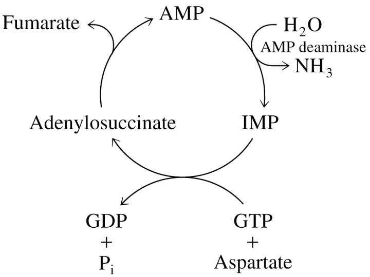 <p>Aspartate + GTP + H<sub>2</sub>O → Fumarate + GDP + P<sub>i</sub> + NH<sub>3</sub></p><ul><li><p>during exercise, AMP deaminase converts AMP to IMP, releasing NH3</p></li><li><p>decreasing AMP shifts equilibrium of adenylate kinase to produce more ATP for muscle contraction</p></li><li><p>IMP can be recycled to AMP</p></li></ul><p></p>