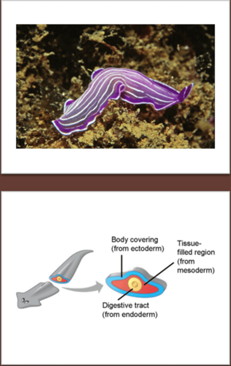 <p>-dorsoventrally flattened</p><p>a. flattened top to bottom</p><p>-bilterally symmetrical</p><p>-define anterior and posterior ends</p><p>-acoelomates</p><p>a. body cavity is solid between the outer surface and the digestive cavity</p><p>-obligate parasites</p>