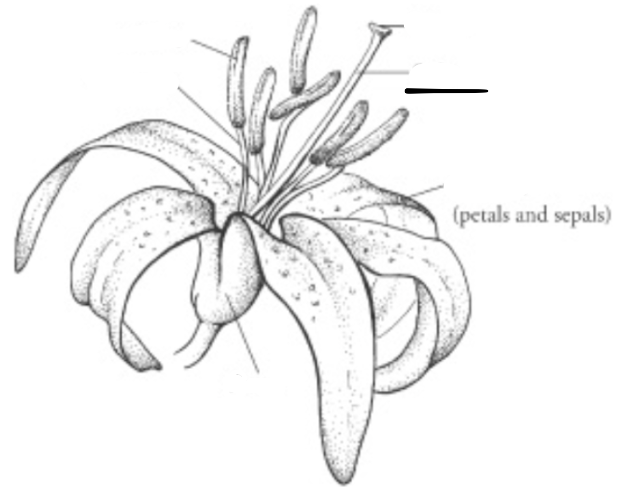 <p>What is this part of the flower?</p>
