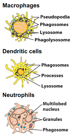 <p>• Neutrophils contain different types of cytoplasmic granules:</p><p>- Primary granules</p><p>- Secondary granules</p><p>• These granules fuse with phagosomes (phagolysosome), releasing additional enzymes and antimicrobial peptides that attack the microorganism</p>