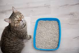 <p>Kitty litter</p>