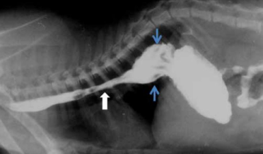 <p>What is the pathophysiology of oesophagitis</p>