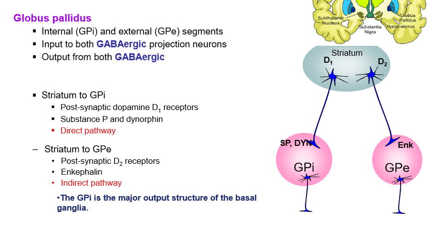 <ul><li><p>direct and indirect pathway neurones are mixed up in striatum</p></li></ul><p></p>