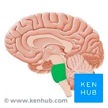 <p>The <strong><em></strong></em>__ is a structure in the brainstem that serves as a bridge between different parts of the nervous system and is involved in regulating breathing.</p>