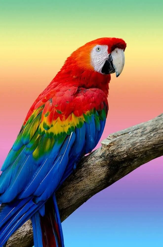 <p>Parrot</p>
