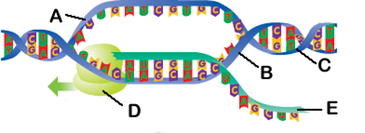 <p>enzyme that links together the growing chain of mRNA nucleotides during transcription using a DNA strand as a template</p>
