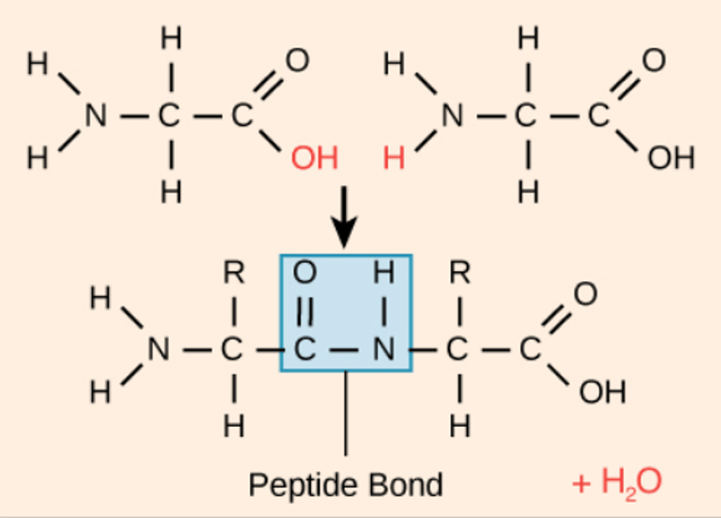 <p>condensation bonds</p>
