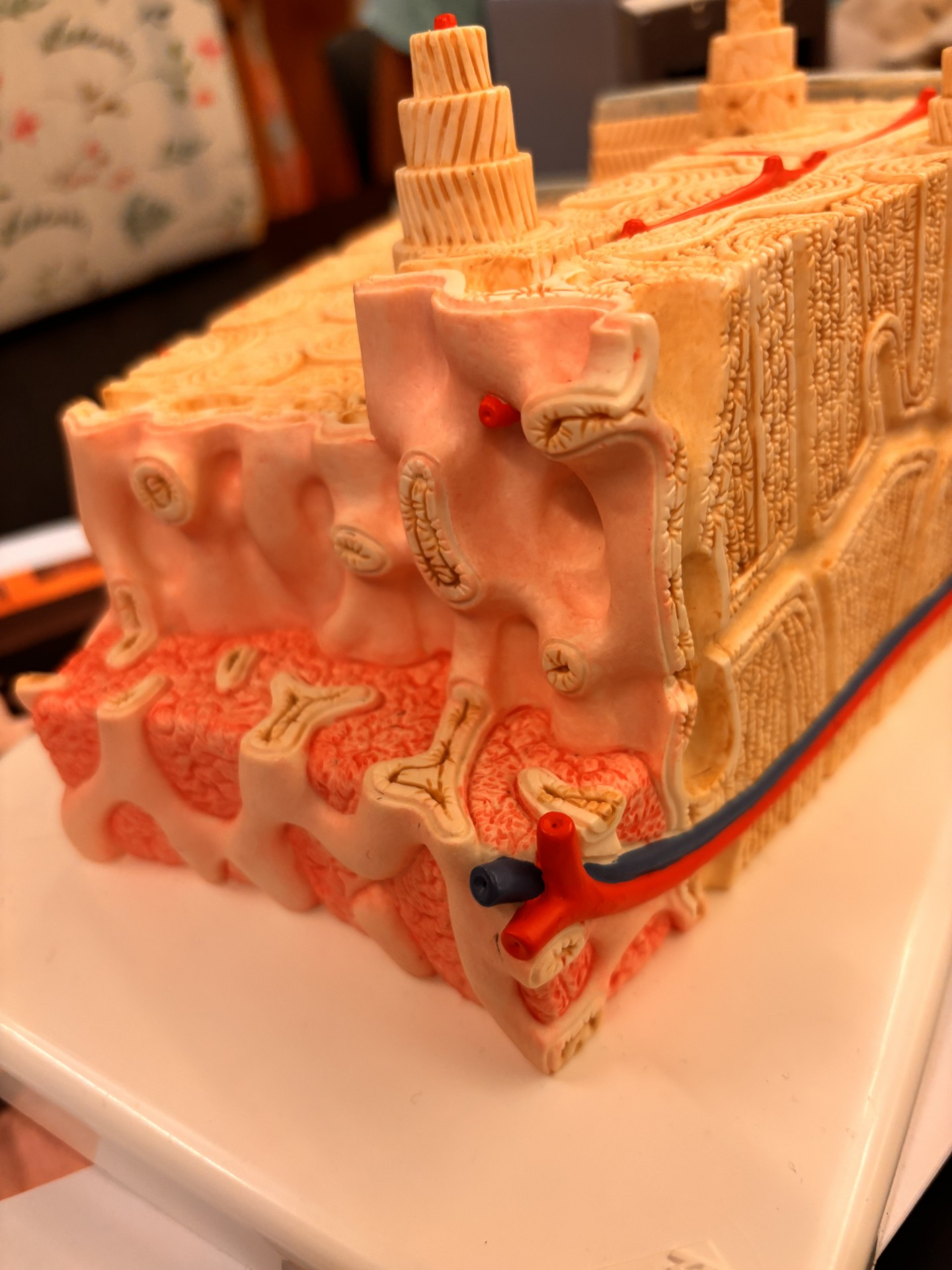 <p>What is the light pink part called</p>