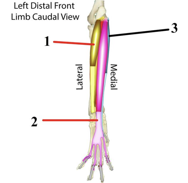 <p><span style="font-size: medium;"><span>Muscles of the </span><u><span>caudal</span></u><span> antebrachium → </span><strong><span>#3</span></strong></span></p>