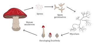<p>when spores form on an organisms surface &amp; dispersed into surroundings</p><p>to develop into individual clones of the original </p>
