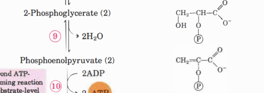 <p>Här kommer det omvandlas till <strong>fosfoenolpyruvat</strong> genom att  2H<sub>2</sub>O spjälkas bort med <strong>enolas</strong>. </p>