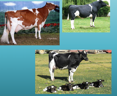 <p>what breed and type is this</p>