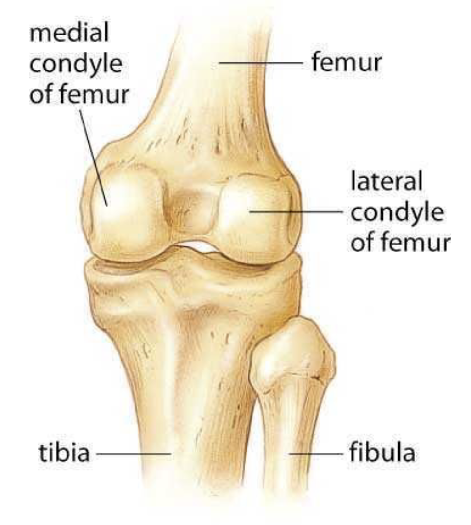<p>Articular surfaces of bone</p>
