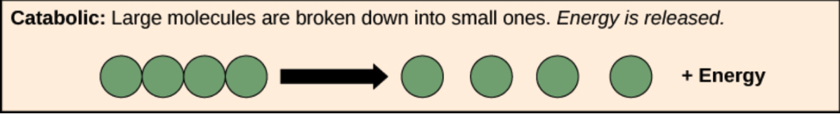 <p>Breakdown of large molecules into smaller ones</p><p>Releases energy in the process</p>