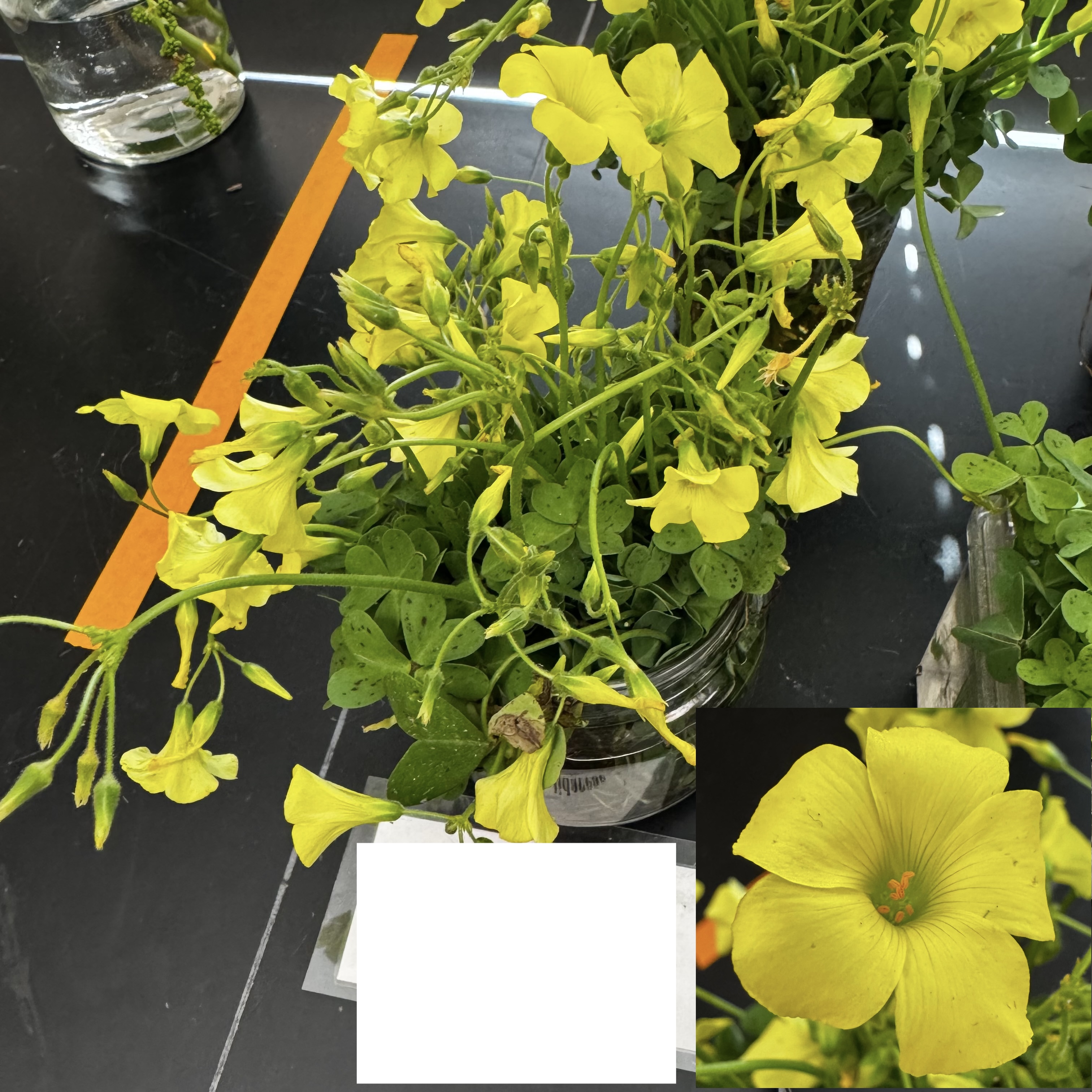 <p>What order, family, and genus?</p>
