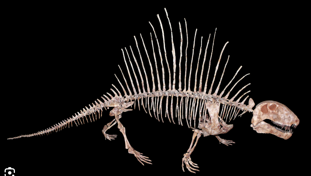 <p>Genus</p>