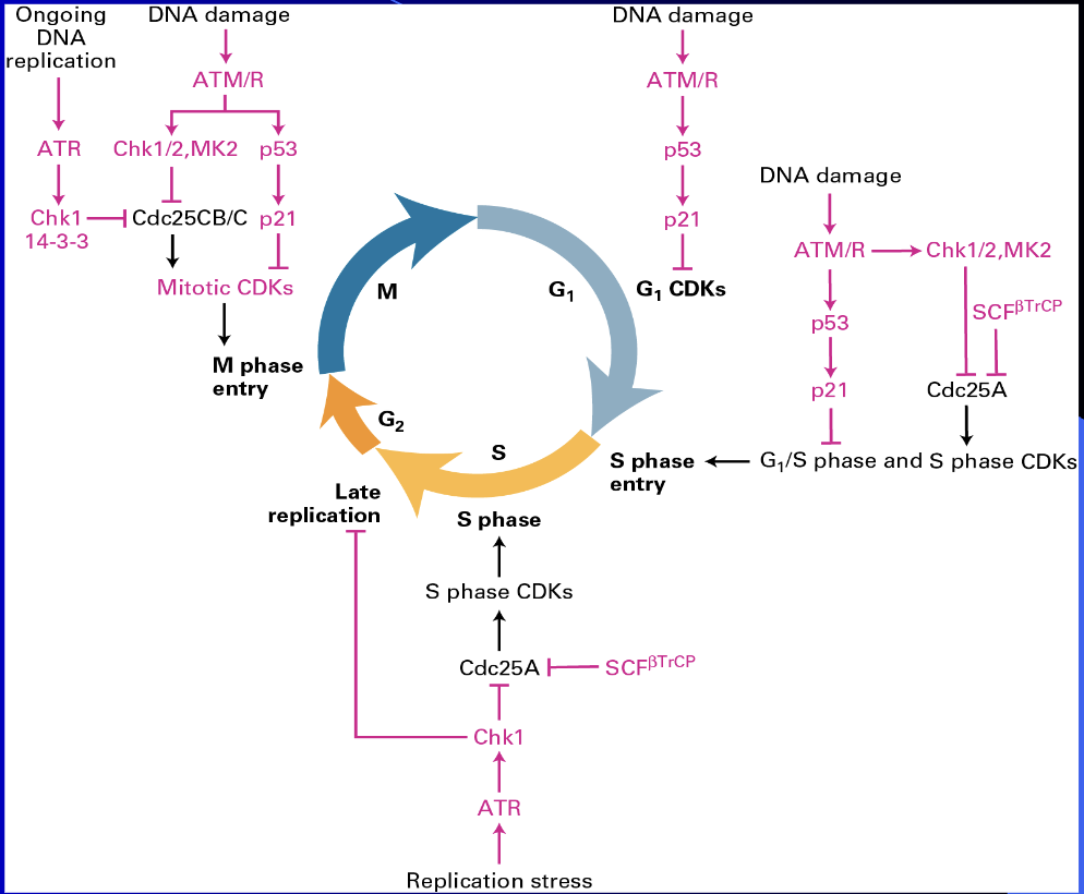 <ul><li><p><span><span>Tumor Suppressor Genes</span></span></p></li><li><p><span><span>discovered by Ruth Sager</span></span></p></li></ul><p></p>