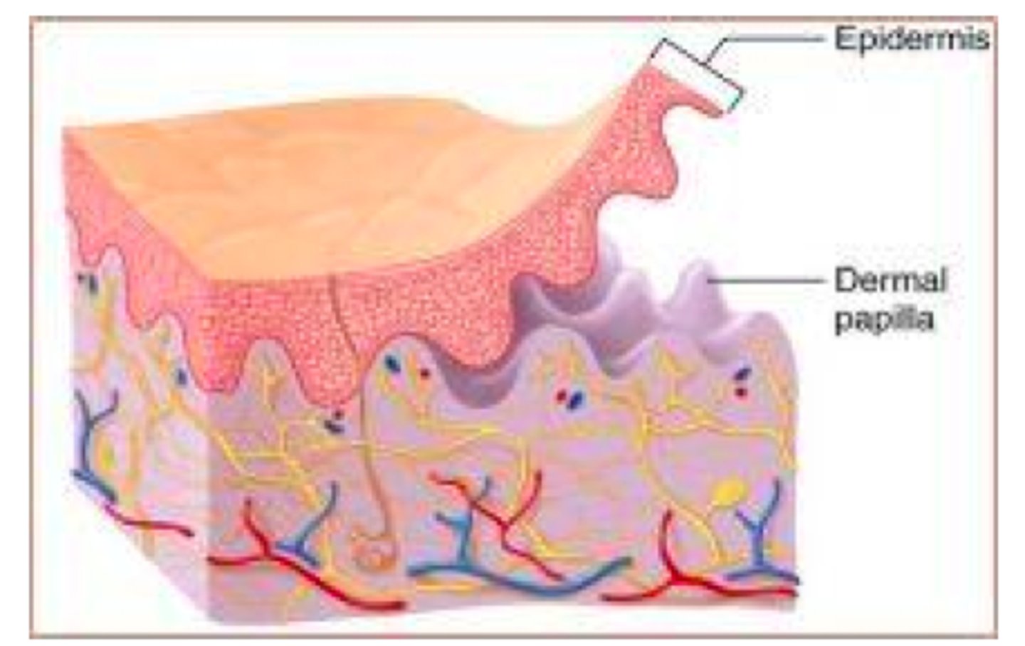 <p>dermal epidermal junction</p>