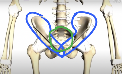 <ul><li><p>pelvic girdle</p></li><li><p>pelvic region of the spine</p></li><li><p>sacrum</p></li><li><p>coccyx </p></li></ul><p></p>