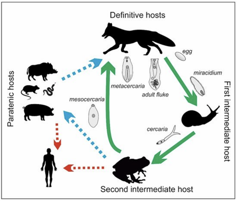 <ul><li><p>adults in definitive host small intestine</p></li><li><p>miracidia penetrate snail (1st intermediate host)</p></li><li><p>cercariae penetrate tadpoles (2nd intermediate host)</p></li><li><p>tadpole/frog infected with mesocercariae can be eaten by either definitive host or paratenic host</p></li><li><p>paratenic host may accumulate many mesocercariae</p></li><li><p>definitive host eats paratenic host or 2nd intermediate host</p></li><li><p>humans can be infected by eating undercooked frog legs</p><ul><li><p>human acts as paratenic host</p></li></ul></li></ul><p></p>