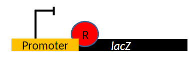 <p><strong>Cis Regulation</strong><br>āControls gene expression only on the same piece of DNA<br>āExample: promoter sequence of the lac operon acts in cis on lacZ</p><p><strong>Trans Regulation</strong><br>āControls gene expression on other DNA molecules<br>āExample: repressor protein acts in trans on lacZ</p><p><strong>Partial Diploids</strong><br>āBacteria are typically haploid<br>āA plasmid carrying the lac operon is added, creating a partial diploid<br>āNot every gene is in the plasmid, allowing study of cis and trans effects</p><div data-type="horizontalRule"><hr></div><p><strong>Cis Regulation</strong> </p><p>ā<strong>Cis = DNA part</strong><br>āIt only controls the gene <strong>right next to it</strong><br>āIt cannot move</p><p> </p><p>āExample:<br>āāThe <strong>operator</strong> sequence<br>āāIf itās broken, only that operon is affected</p><p> </p><p> <strong>Trans Regulation</strong> </p><p>ā<strong>Trans = protein</strong><br>āIt can move around the cell<br>āIt can control <strong>any copy</strong> of the gene</p><p> </p><p>āExample:<br>āāThe <strong>lac repressor protein (LacI)</strong><br>āāIt can bind to operators on ANY DNA</p><p> </p><p> <strong>Partial Diploids</strong> </p><p>āBacteria get a plasmid with another lac operon<br>āNow you can see:<br>āāIf the mutation only affects its own operon ā <strong>cis</strong><br>āāIf the mutation affects both operons ā <strong>trans</strong></p>