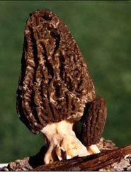 <p>Name the phylum to which this species belongs.</p>