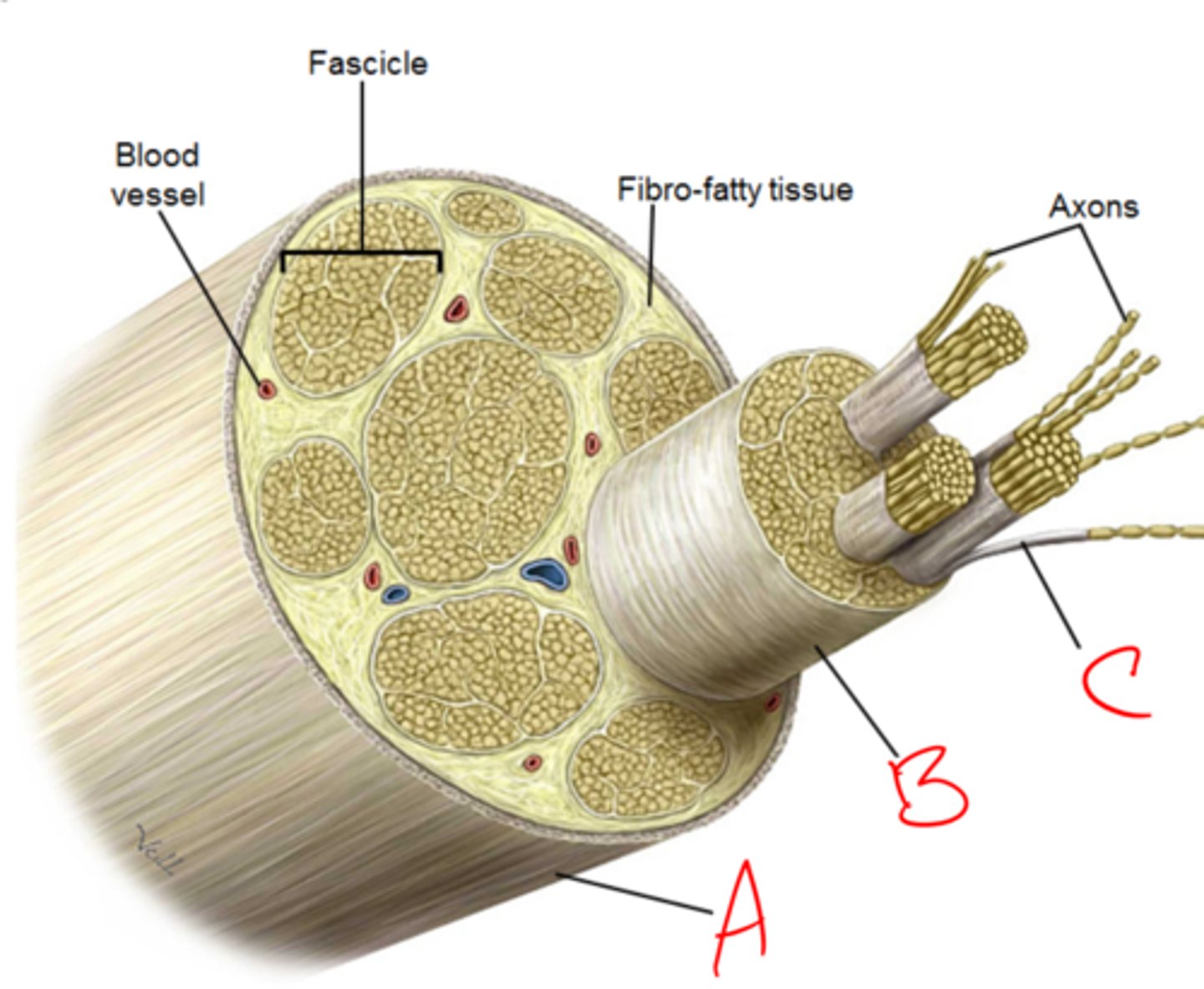 <p>Name the layers:</p>
