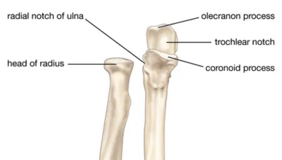<p>olecranon </p>