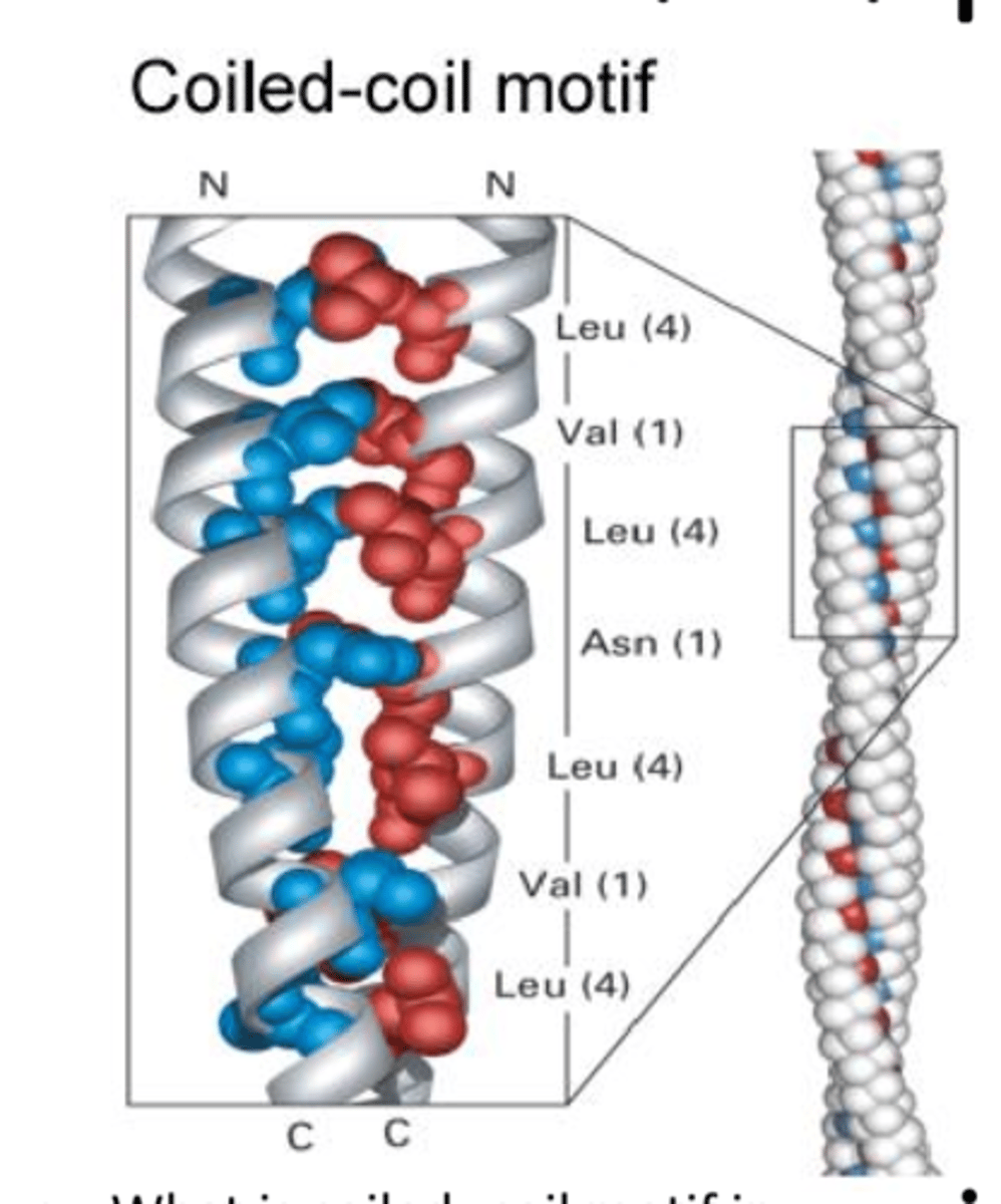<p>a secondary structure where a pair of alpha helices that are coiled around each other; hydrophobic strip in the center</p>