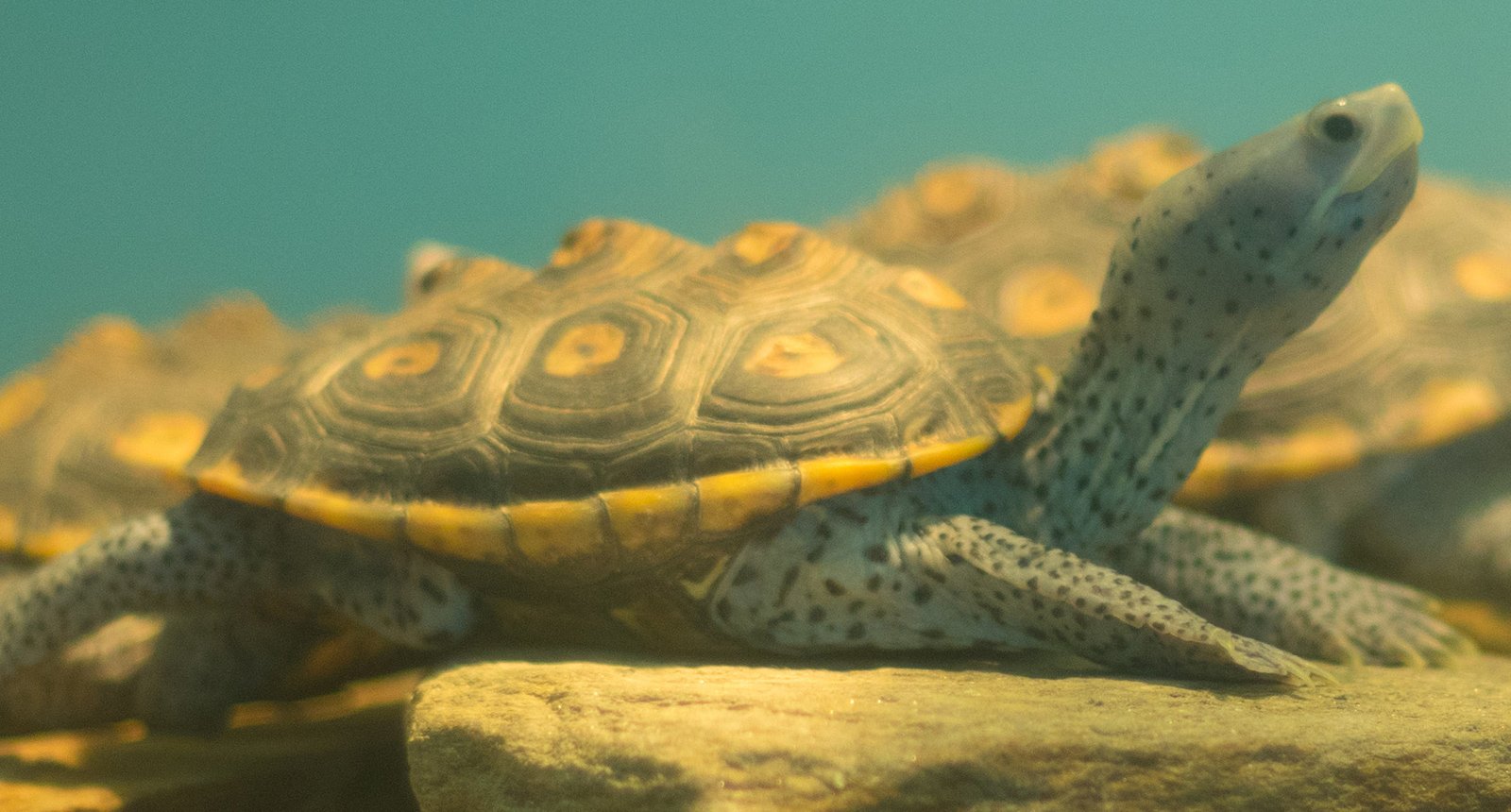 Ornate diamondback terrapin