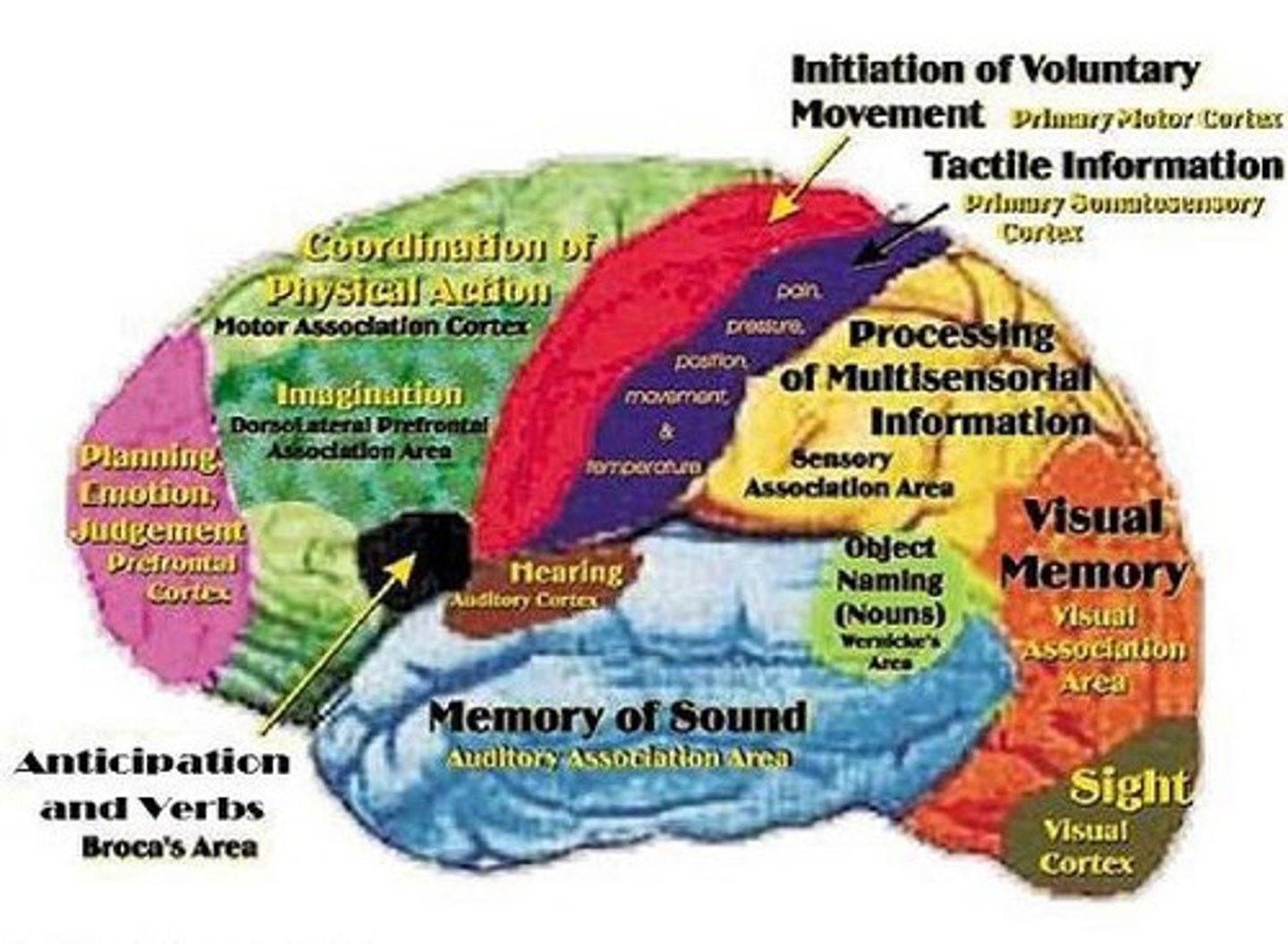 <p>Parts of the brain that take information from all over the place and put it together to help us understand the world around us.</p>