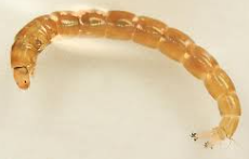 <p>what bugs family is this</p>