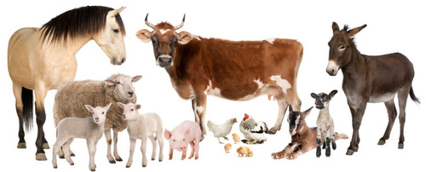 <p>common species</p>