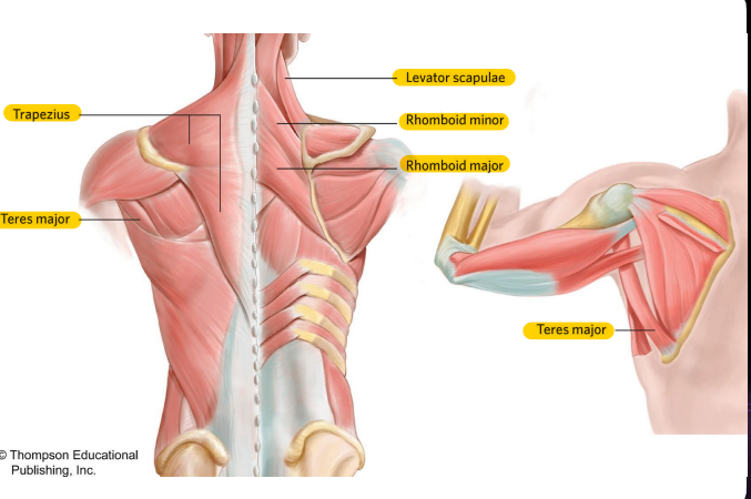 Origin: Clavicle, acromion, and spine of scapula

Insertion: Deltoid tuberosity

Function: Abducts arm (lateral head)