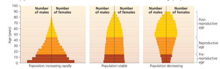 <ul><li><p> A pyramid with a wide base denotes a potential for rapid future growth</p><ul><li><p>lots of babies, going to have a growing population </p></li></ul></li><li><p>A pyramid with an even age distribution indicates a stable population</p><ul><li><p>stable population </p></li></ul></li><li><p>A pyramid with a narrow base indicates a shrinking population</p><ul><li><p>shrinking population</p></li></ul></li></ul><p></p>