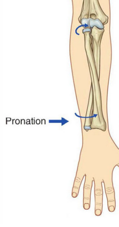 <p>La pronation du coude</p>