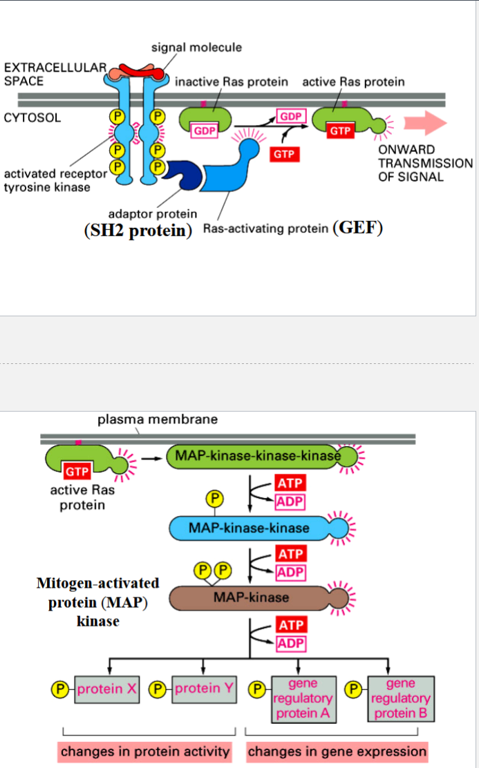 <p>a pathway that controls cell proliferation and differentiation in response to growth factors</p><p>signal molecule: mitogen (promotes mitosis)</p><p>activated RTK is recognized by adapter protein (an SH2 protein)</p><p>adapter protein recruits Ras-activating protein (a GEF)</p><p>GEF activates Ras (a monomeric GTP-binding protein) by exchanging its GDP for a GTP</p><p>Ras-GTP activates a MAP kinase-kinase-kinase → triggers MAP kinase cascade of activation of protein kinases by phosphorylation</p><p>Ras can hydrolyze its GTP → GDP to deactivate itself (Ras has GTPase activity)</p>