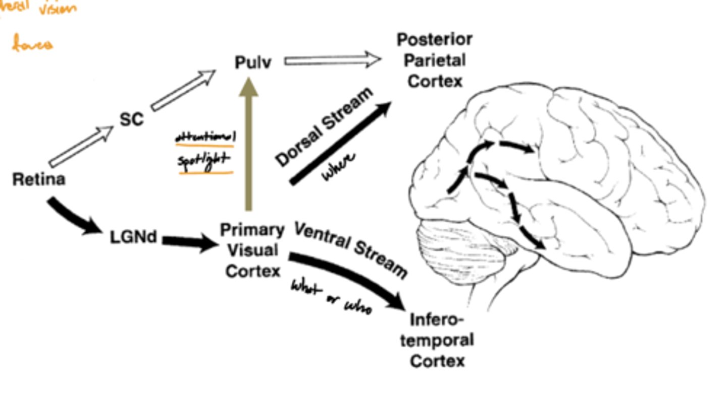 <p>superior colliculus (and its association areas)</p>