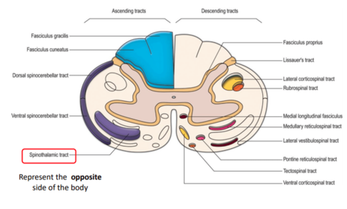 <p>spinothalamic</p>