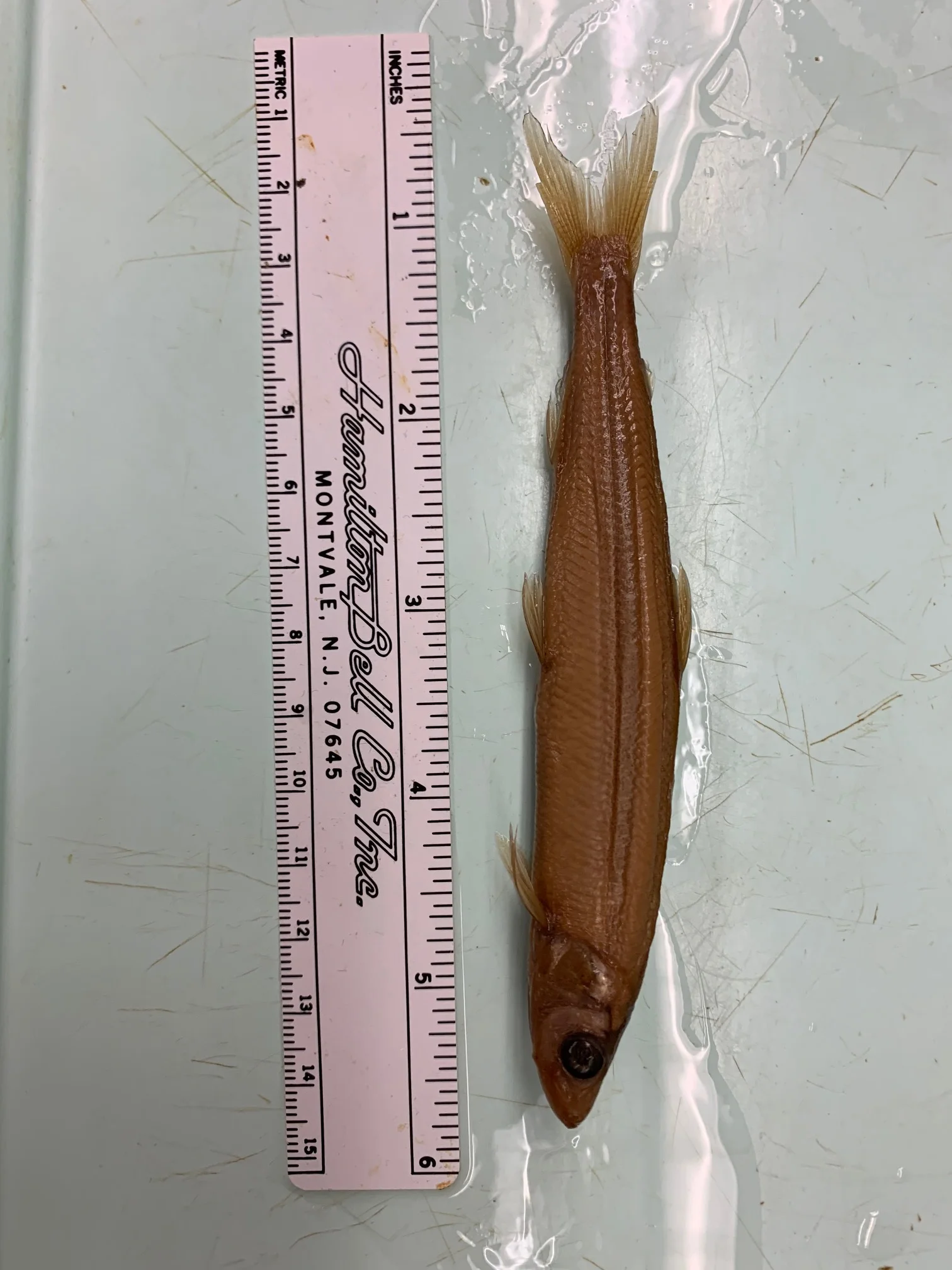 <p>What fish is this?</p>