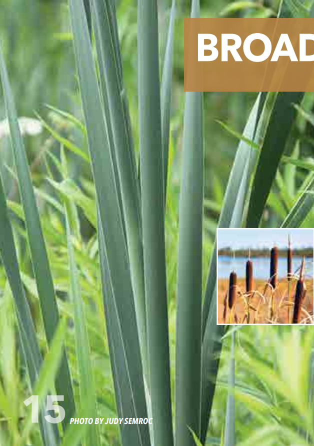 <p>Cattail; Typhaceae</p>