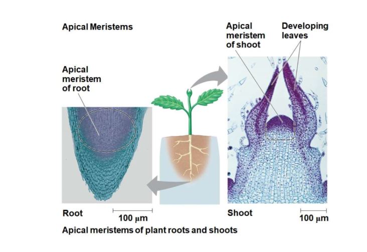 Plants sustain continual growth in length by repeated cell division within the apical meristems 

\
Cells from the meristems differentiate into other tissues 
