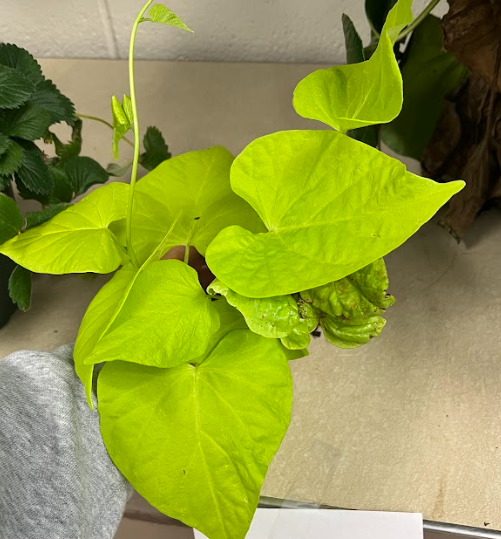 <ul><li><p>most sold plant in big stores</p></li><li><p>leaves come in different colors</p><ul><li><p>lime green</p></li><li><p>dark green</p></li><li><p>purple</p></li><li><p>all three</p></li></ul></li><li><p></p></li></ul><p></p>