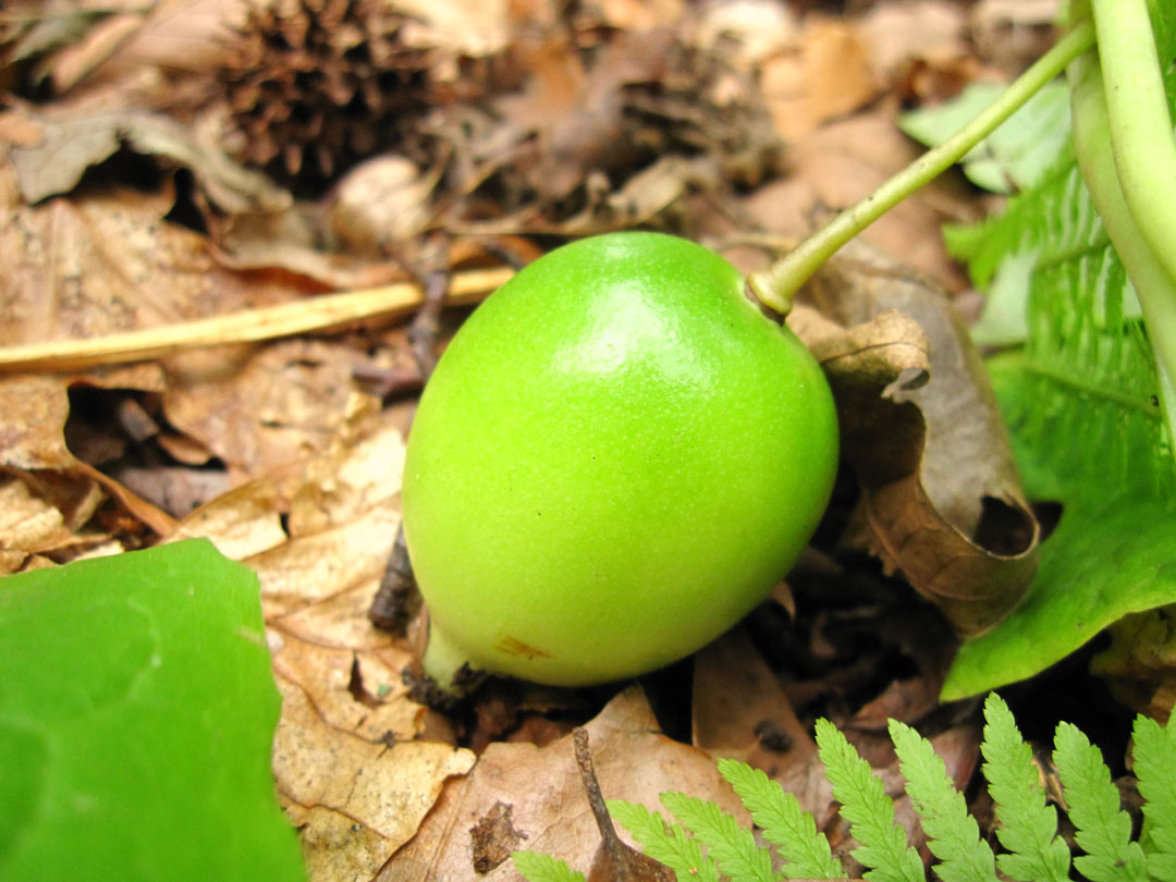 <p>A perennial plant with umbrella-like leaves and white flowers that develop into edible fruit.</p>