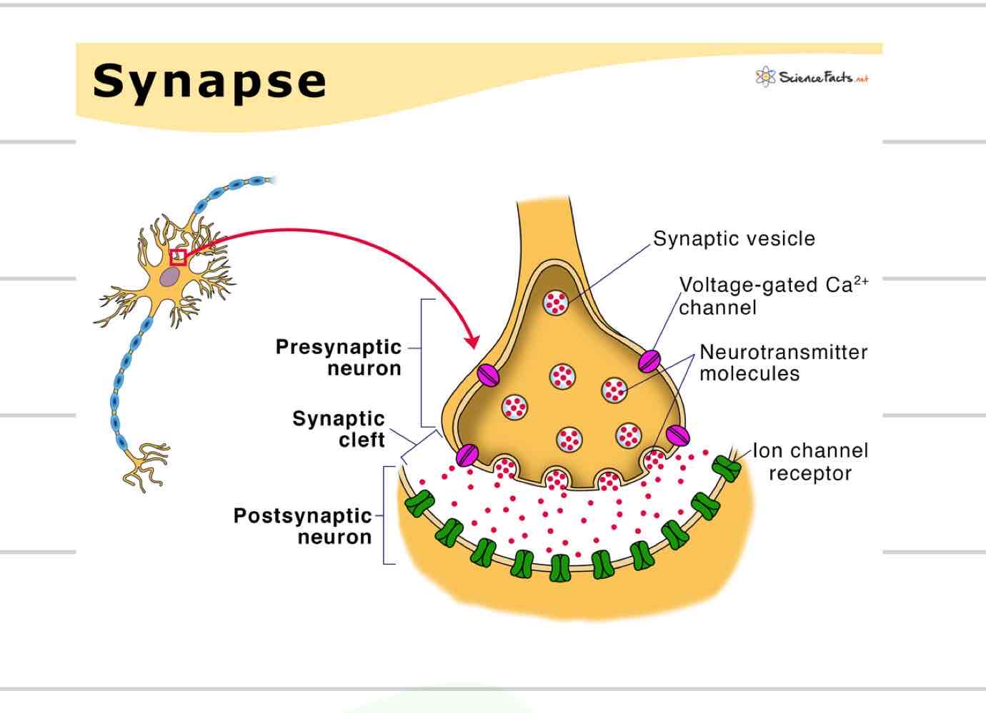 <ul><li><p>Axon terminal converts electrical signal to a chemical signal- a neurotransmitter</p></li><li><p>Pre-synaptic neuron releases neurotransmitter into synaptic cleft</p></li><li><p>Neurotransmitter received by post-synaptic neuron or other type of cell</p></li></ul>