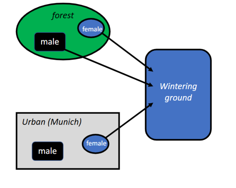 <ul><li><p><span style="background-color: transparent;">Males and females in the forest both migrate to Egypt&nbsp;</span></p></li><li><p><span style="background-color: transparent;">In cities, males became sedentary&nbsp;</span></p></li><li><p><span style="background-color: transparent;">Outside of breeding season, males and females do not interact&nbsp;</span></p></li></ul><p><span style="background-color: transparent;">&nbsp;</span></p><ul><li><p><span style="background-color: transparent;">Males are larger and may be able to survive winter better&nbsp;</span></p></li><li><p><span style="background-color: transparent;">May rely on human food&nbsp;</span></p></li></ul><p><br></p>
