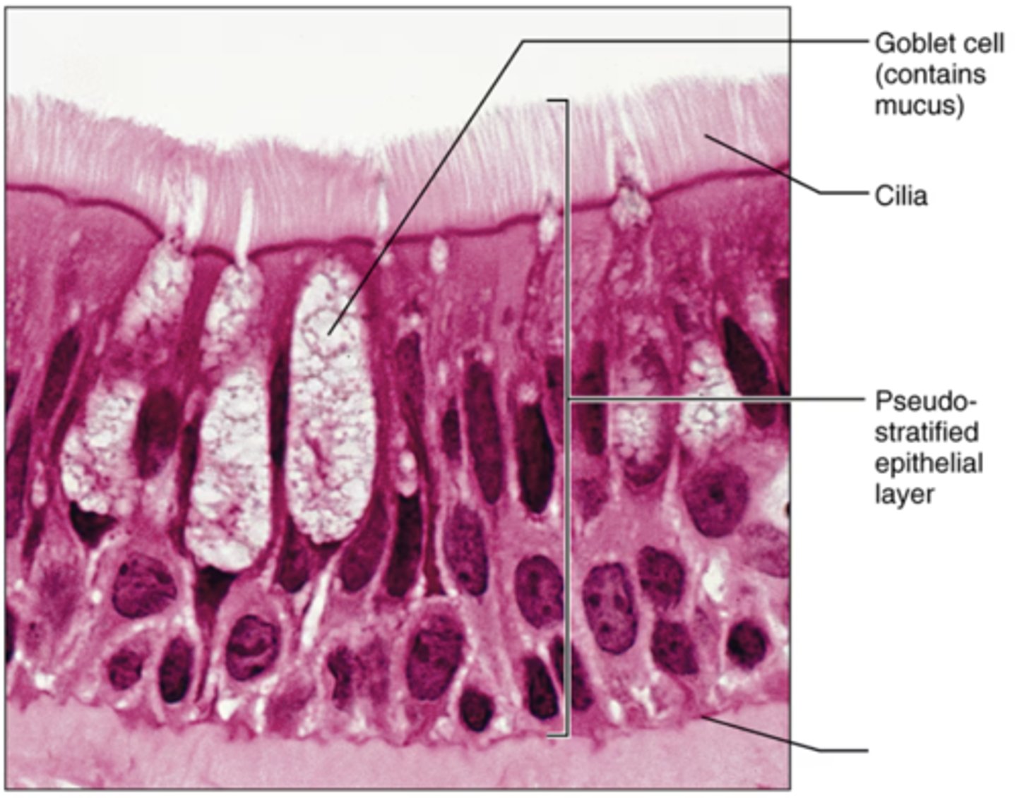 <p>Label the blank structure.</p>