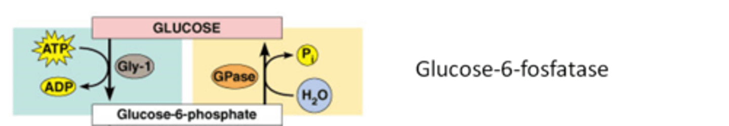 <p>deze gebeurt eigenlijk alleen in de lever voor de bloedsuikerspiegel op pijl te houden, alle andere cellen gebruiken gewoon de glucose-1-fosfaat</p><p>glucose-6-fosfaat wordt gehydrolyseerd (door toevoeging van water) door glucose-6-fosfatase. Het enzym verwijdert een fosfaatgroep (Pi) van glucose-6-fosfaat, waardoor vrije glucose en een anorganische fosfaat (Pi​) ontstaan.</p>