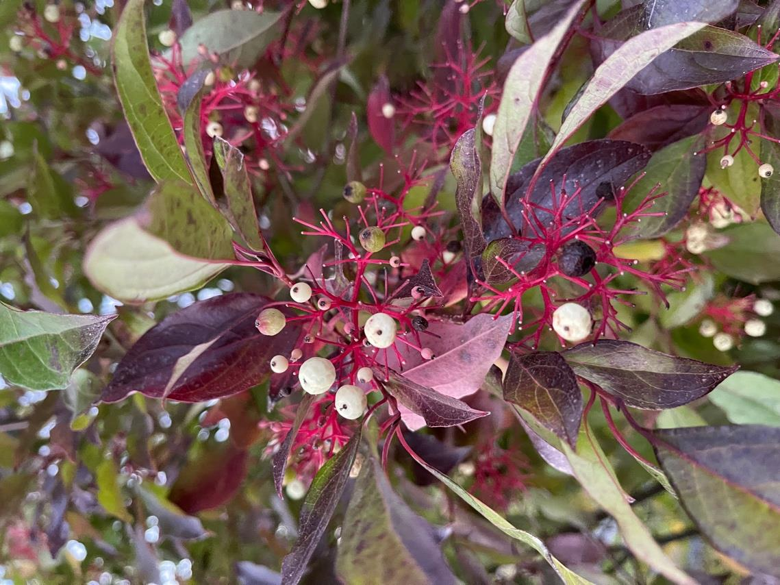 <p><em>Cornus racemosa</em></p>